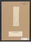 Synedra sp. (de-Toni-Nr.: Genus 66) Zeichnungen Sammlung Grunow Nr. 5440 (NHMW-BOT-W0373541)
